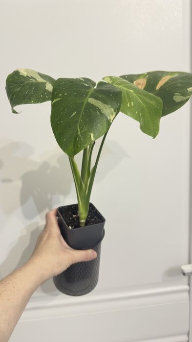 Монстера большая