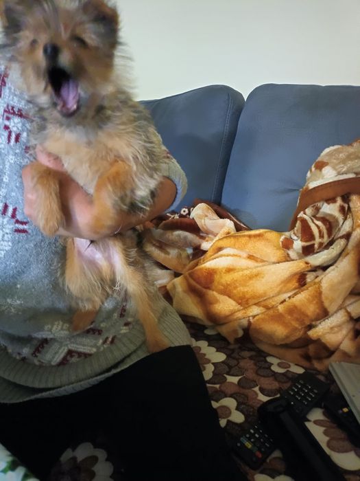 Мъжко куче юрки баща помернг маика юрки