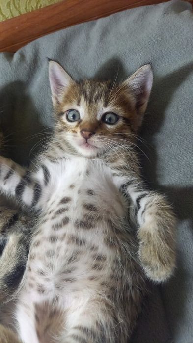 Котята отдам в добрые руки