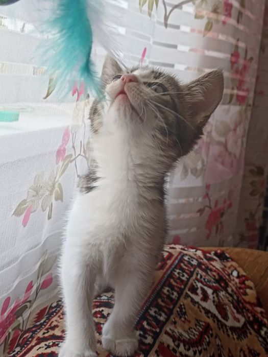 Продам котенка 2000