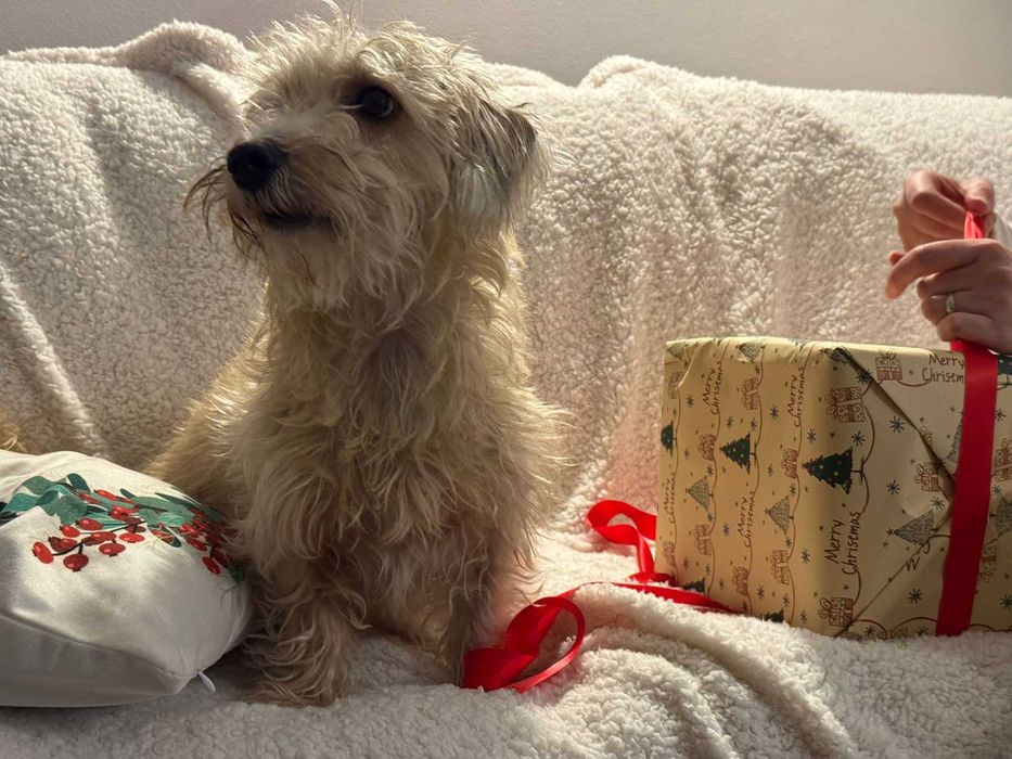 Cazare câini,webcam curte, padoc, Pet sitter