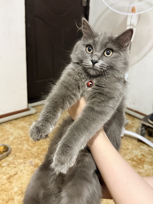 Кошка потеряшка, нашел кошечку