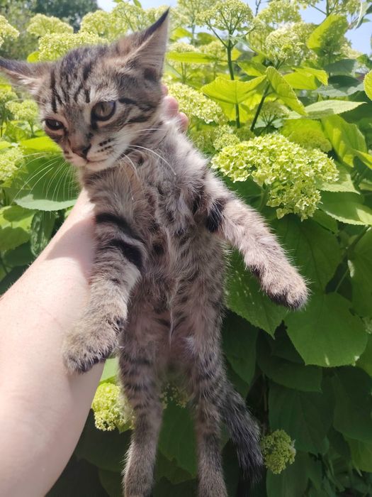 Отдам котят срочно очень красивые