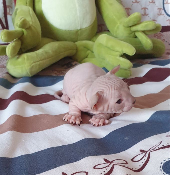 Шикарный котик ласковый