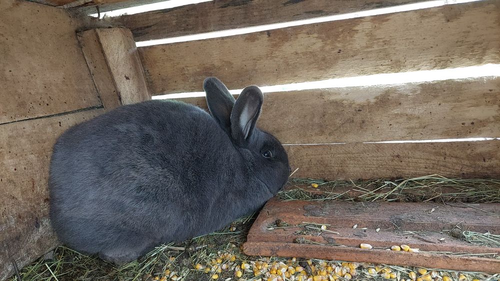 Vand iepurași albastrii