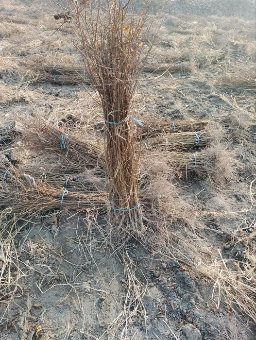 Anor koʻchat, Анор кочат