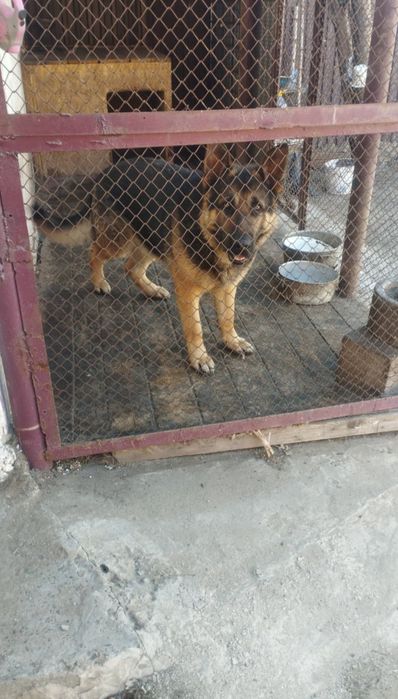 Продам немецкого овчарка кобель