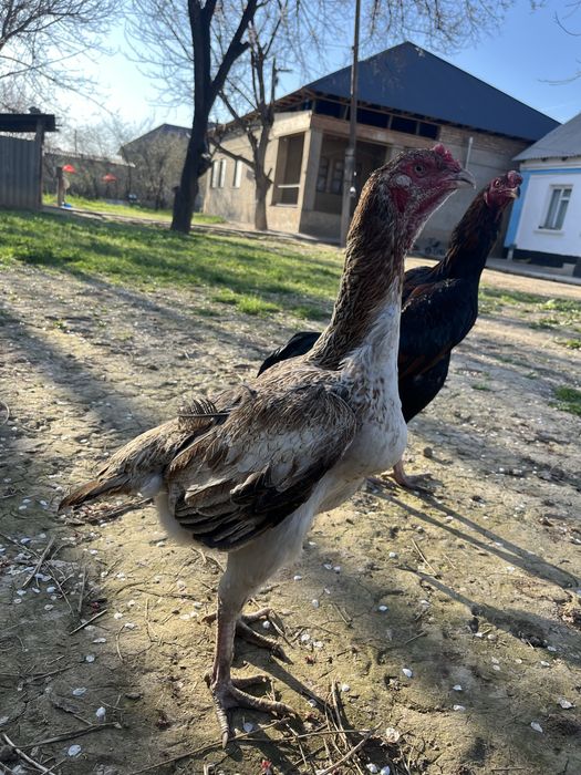 дакан мекен тулячка