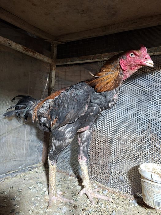 бойцовый петух{дакан}