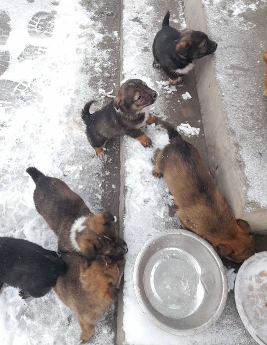 Adoptie 6 pui de caine