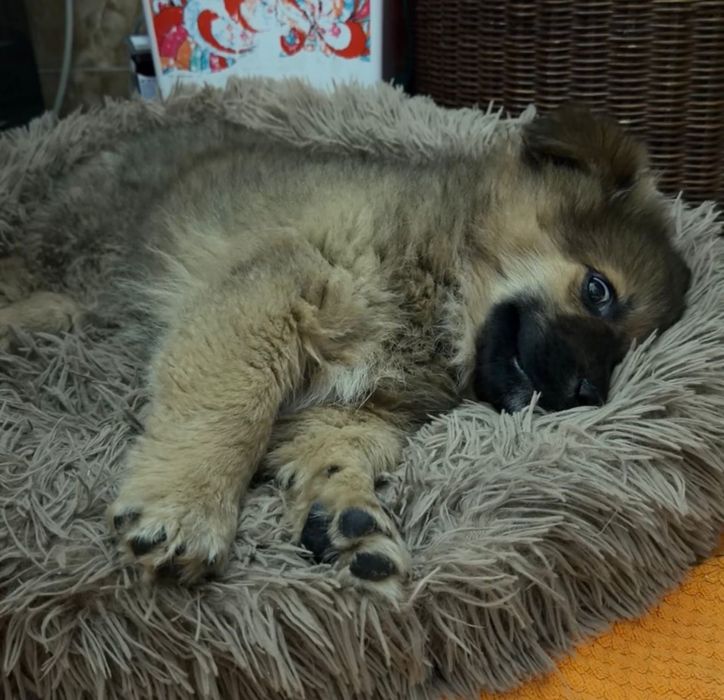 Отдадим щенка в добрые руки