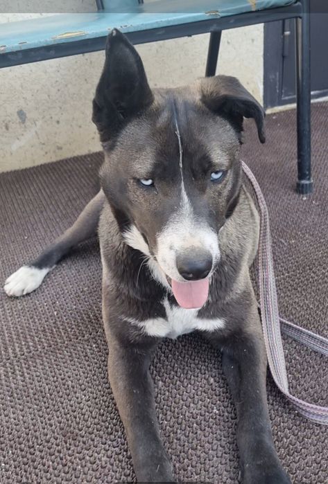 Тинки ищет дом. Доставлю!