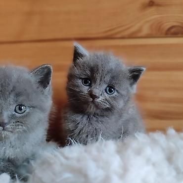 Котята шотландские