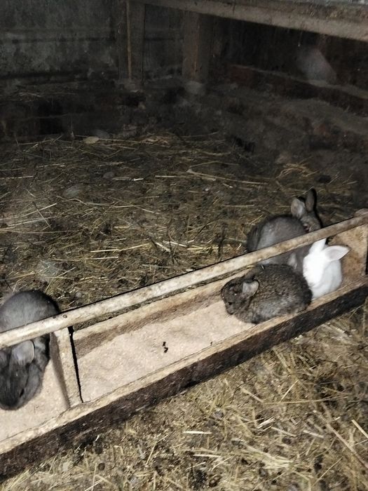 Продаются крольчата
