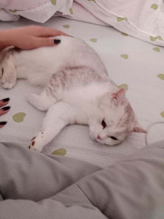 Sotiladi Serebristiy shinshila