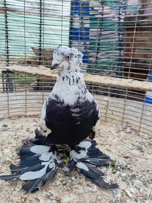 Голубы кептер высоколедный Игра Лед