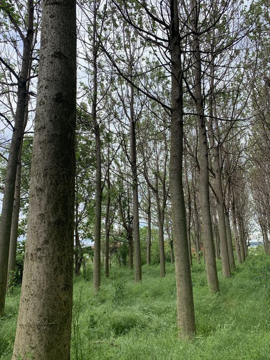 Продавам трупи пауловния