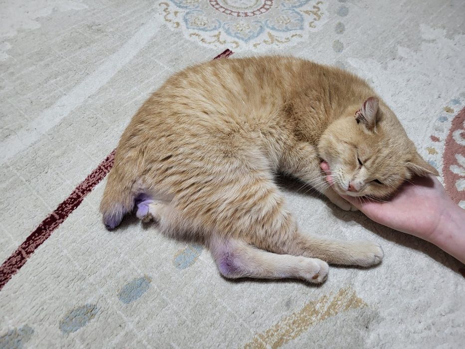 Отдам котика в добрые руки срочно