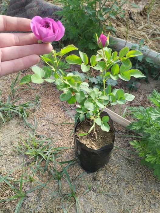 Atirgul kochat paketda hidligiyam bor (payvan) sörtilar zör 1 yillik