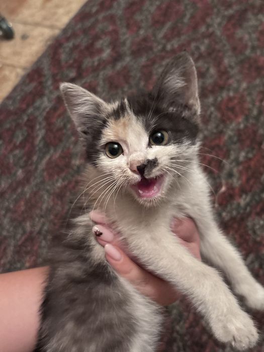 милый котенок девочка