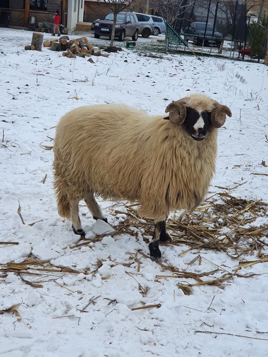 Vand berbeci ce se vad in poze