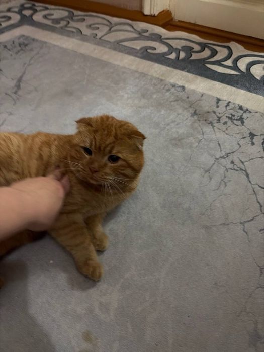 Mushuk sotiladi skotish fold