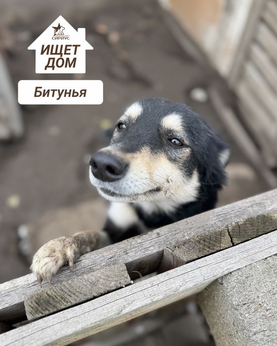 Собаки в поиске хозяев!