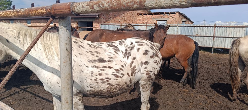 Жылқы семіз байтал