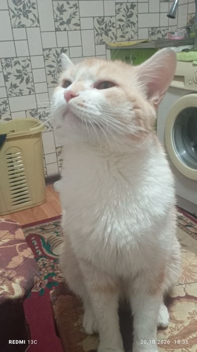 Кот рыжий ест все подрят