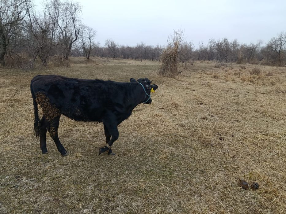 Тайынша откормда тұрған