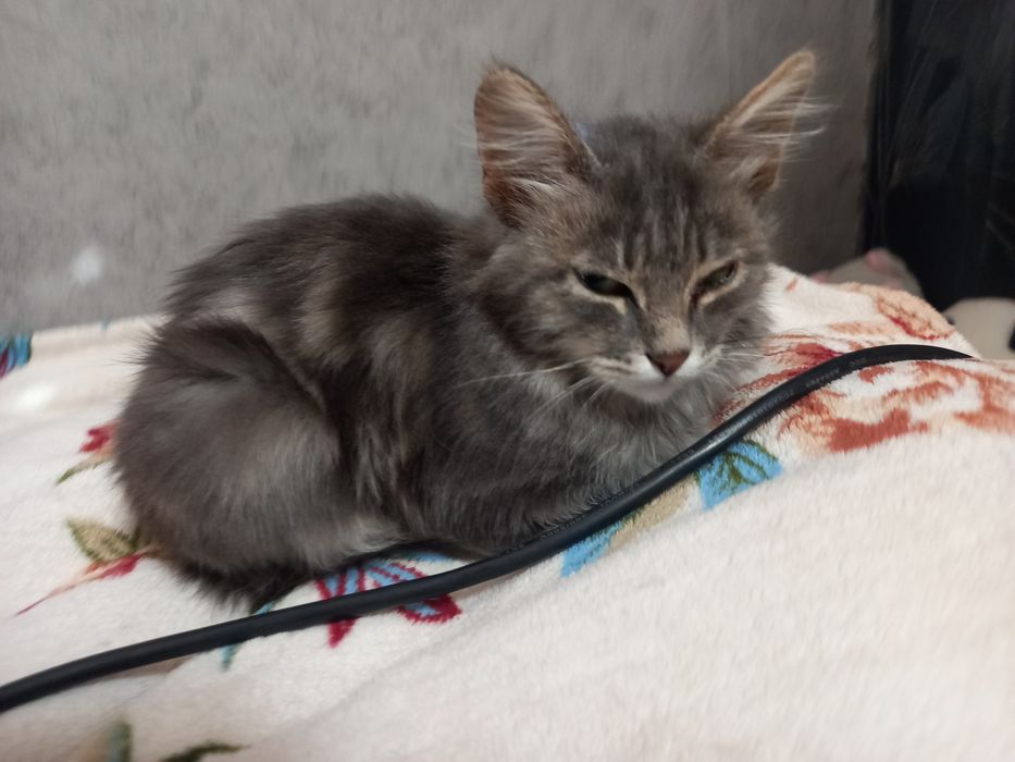 Отдам котёнка, девочка