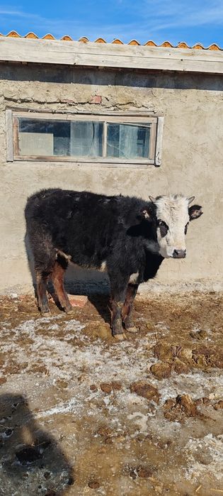 Ұрғашы Тайынша сатылады