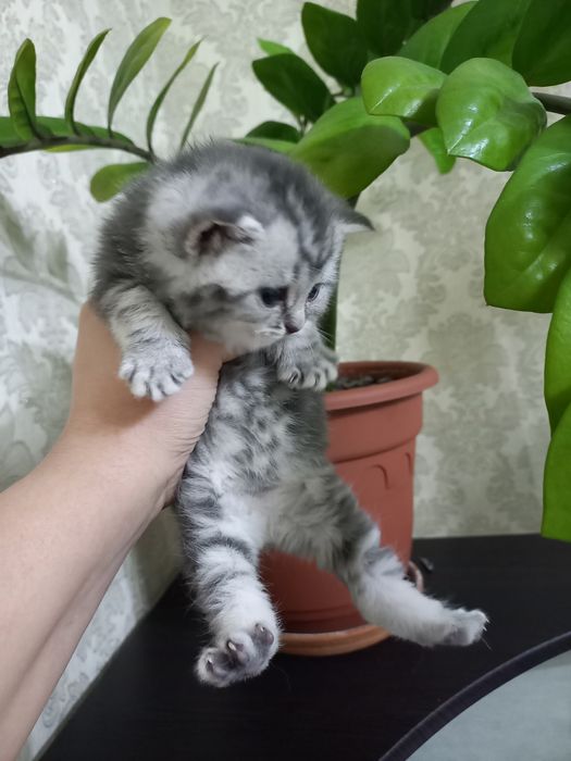 Продаются шикарные котята