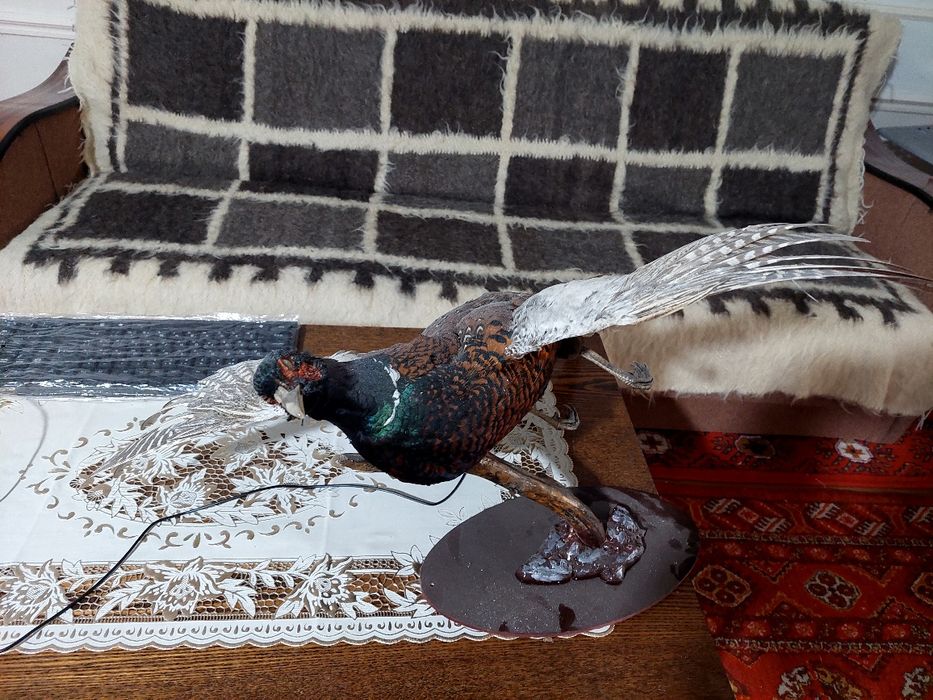 Qirg‘ovul. Sulgun. Chuchelo. Қирғовул.  Сулгун. Чучело