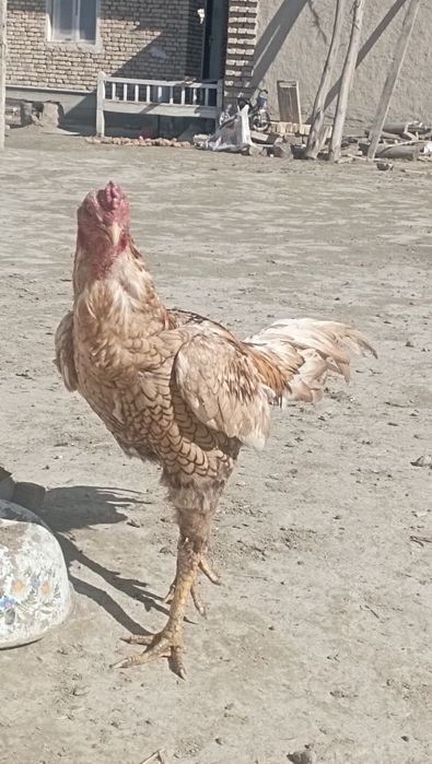 Kulangi xòroz sotiladi