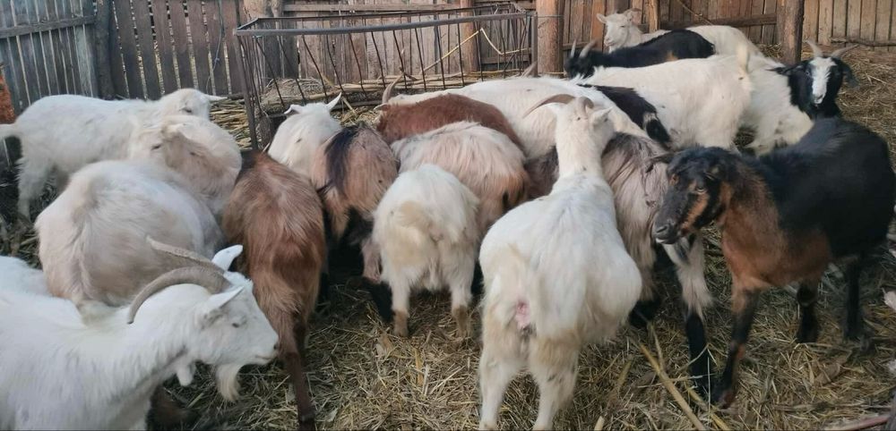 Vand 18 capre si 3 iedite