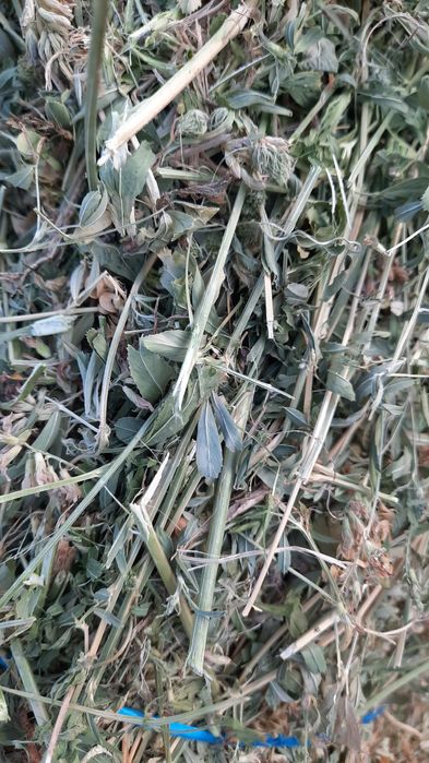 ‼️ Vând 400 de baloți de lucernă producție 2025, 40 lei balotul‼️