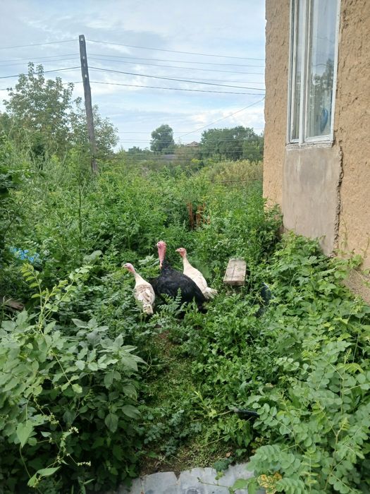 Индюки и индюшки .