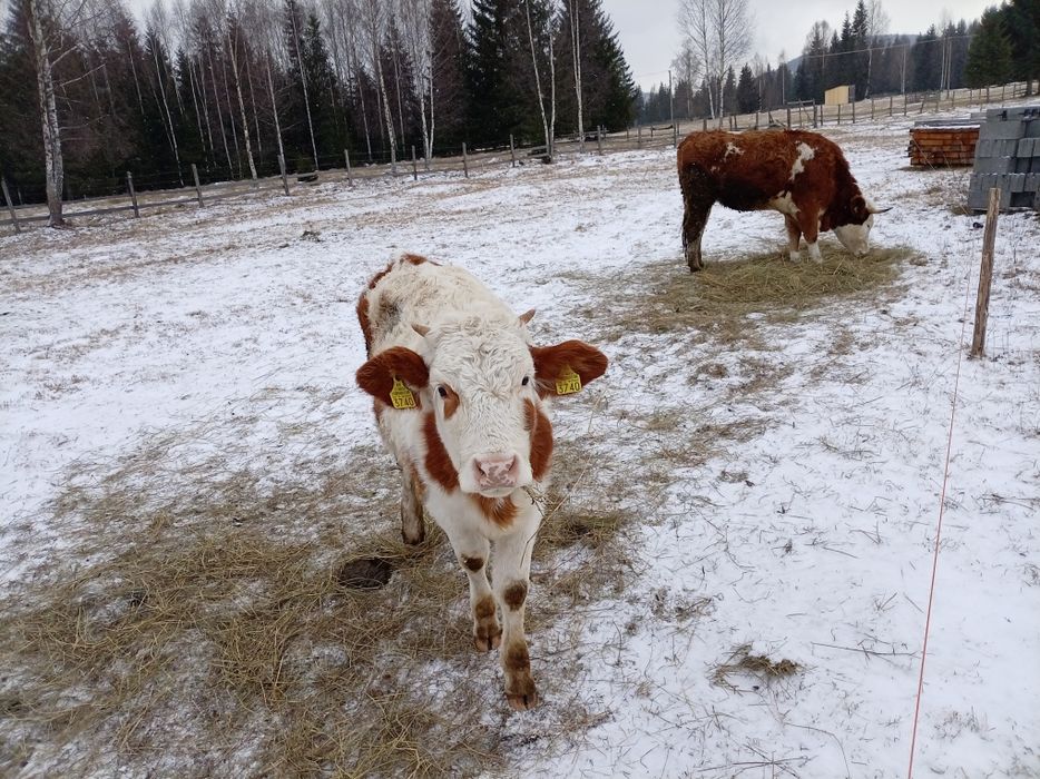 Vînd 5 juninci bălțată romineasca