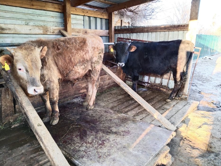 Бычки в хорошем состоянии