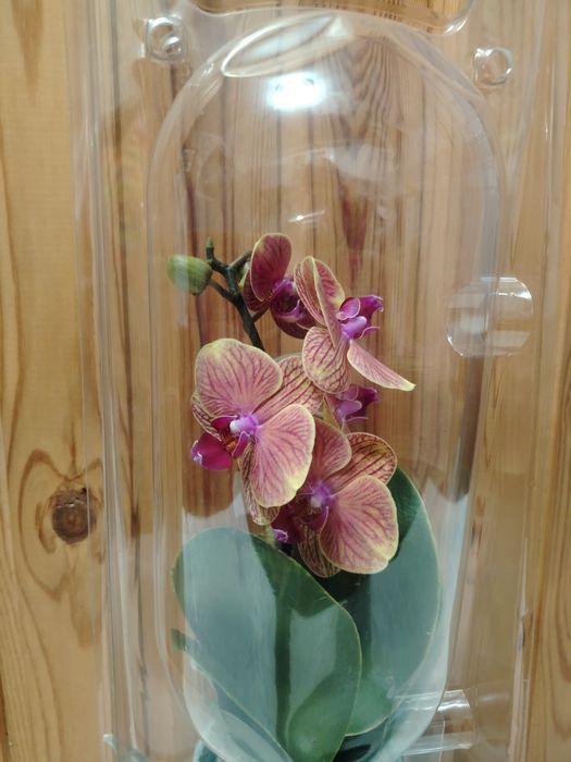 Орхидея мультифлора!