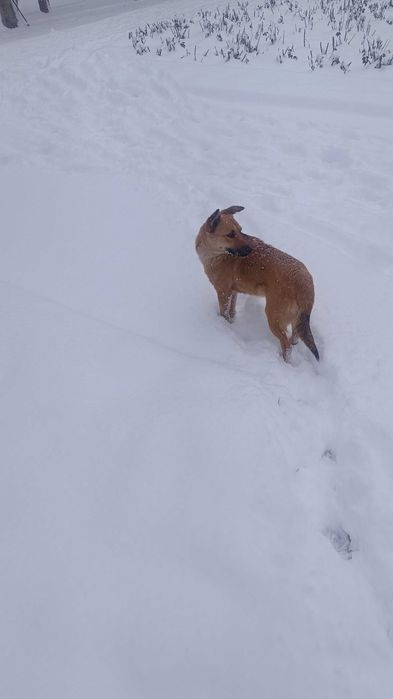 Найдена собачка девочка. Видно потеряшка