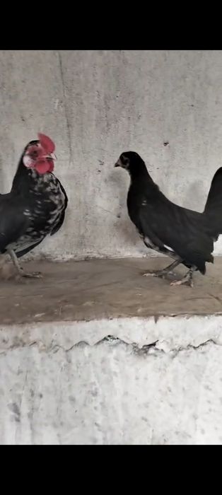 Продам карликовых Яв