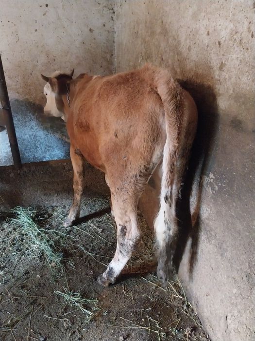 Vițică de vânzare