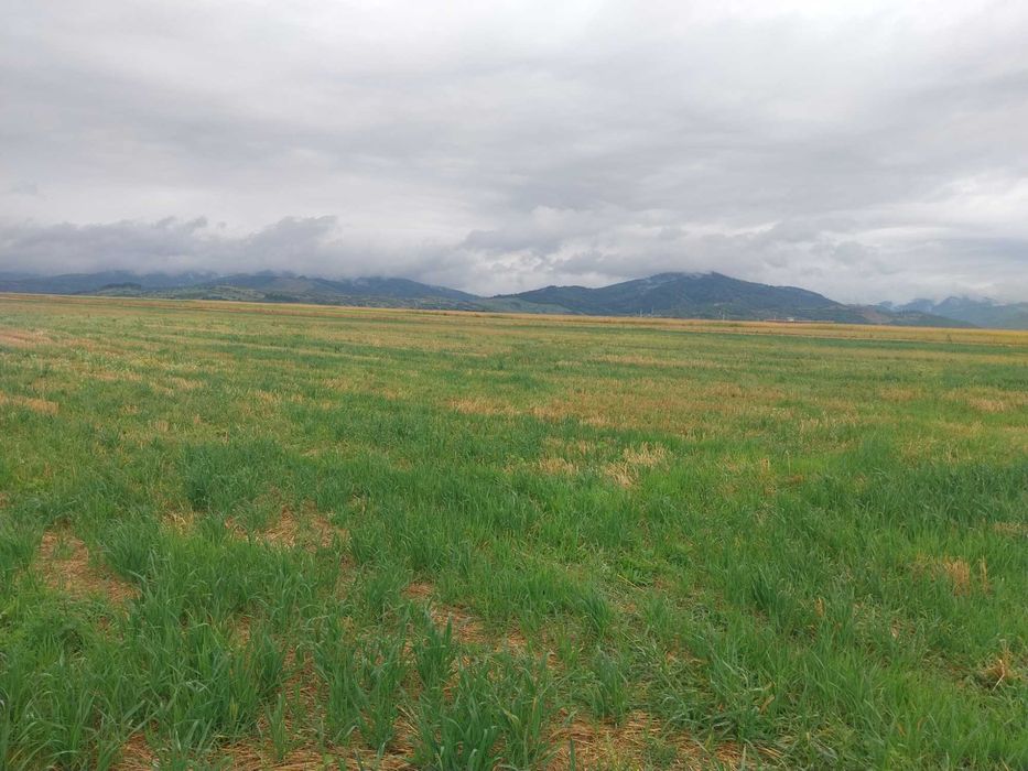 Teren intravilan si extravilan, 33100 mp, Tarlungeni, 200000 euro