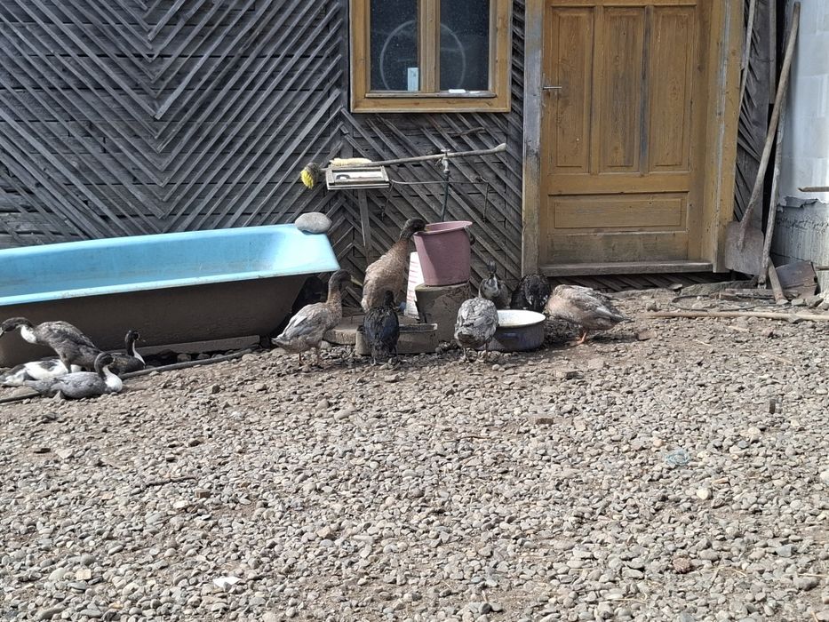 Rate indiene, alergatoare