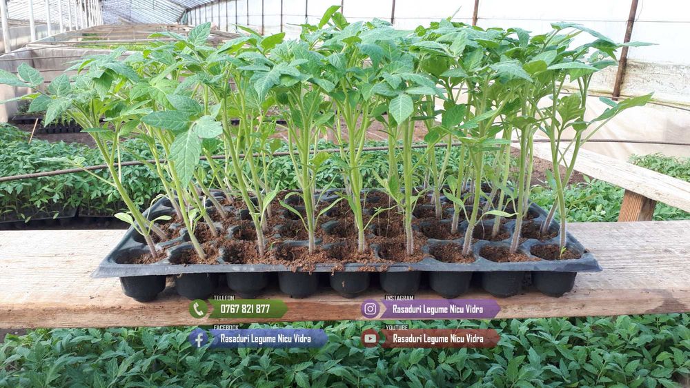 Rasaduri Rosii | Rasad Rosii Ardei Castraveti Vinete | Rasaduri Legume