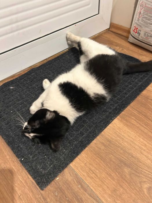 Сладко мъжко котенце търси дом Варна