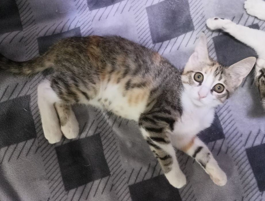 Отдам котят-девочек