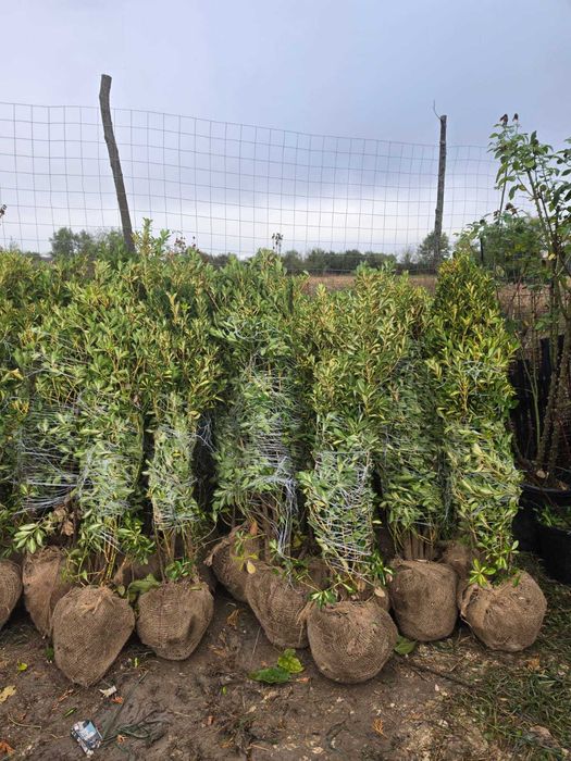 Euonymus Aclimatizat la Balot – Fără Stres la Transplantare!